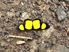 Cyllopoda jatropharia