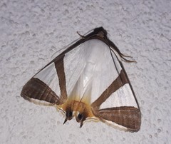 Eulepidotis rectimargo