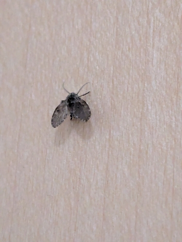 Unknown species found near Ridgewood Residence Hall A, Waltham, MA 02453, USA