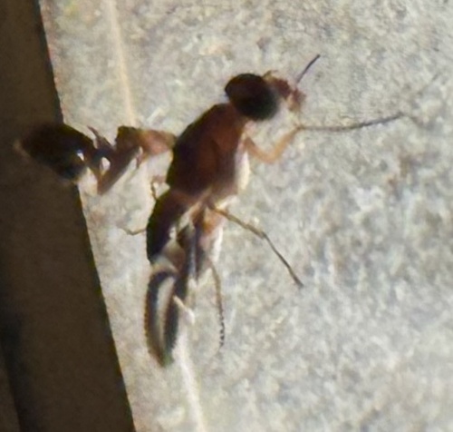 Unknown species found near Bacall Ln, Potomac, MD, US