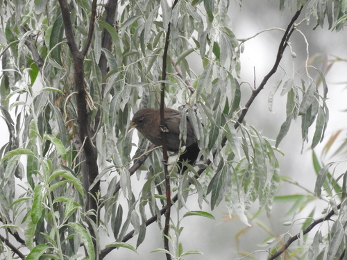Pere David's Laughingthrush