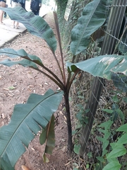 Musa acuminata zebrina