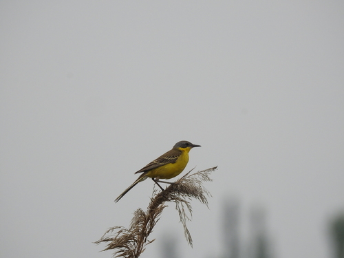 Eastern Yellow Wagtail