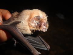 Mormoops megalophylla