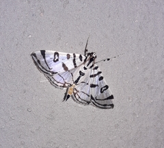Conchylodes platinalis