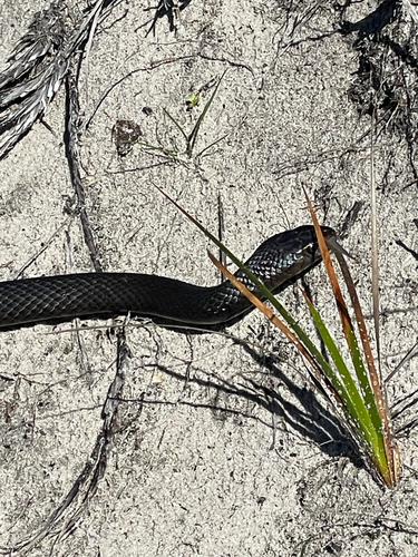 Mainland Dugite sighting