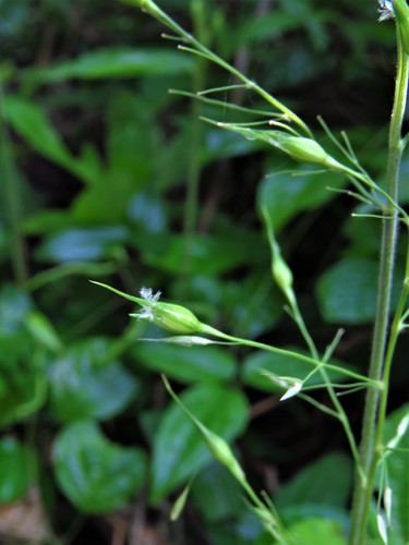 Image of Olyra latifolia by (c) Annika Lindqvist, some rights reserved (CC BY)