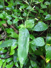 Olyra latifolia