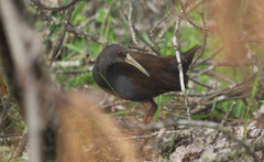 Pardirallus sanguinolentus
