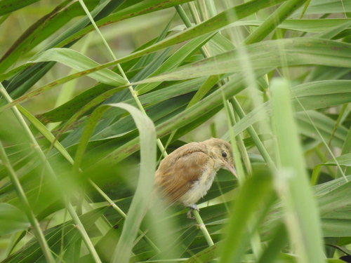 Oriental Reed Warbler