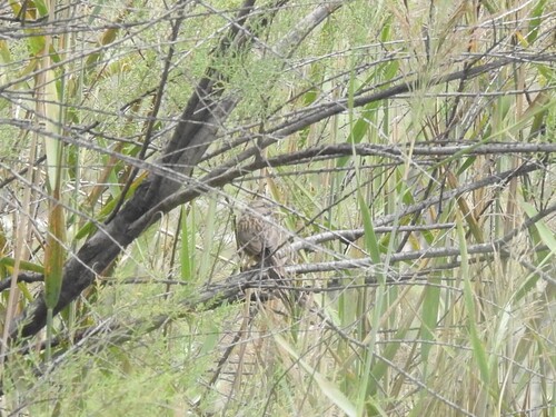 Beijing Babbler