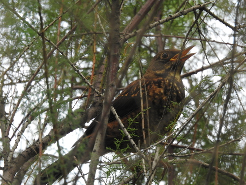 Chestnut Thrush