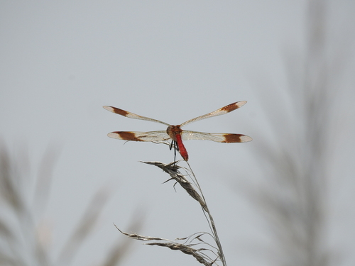 Banded Darter