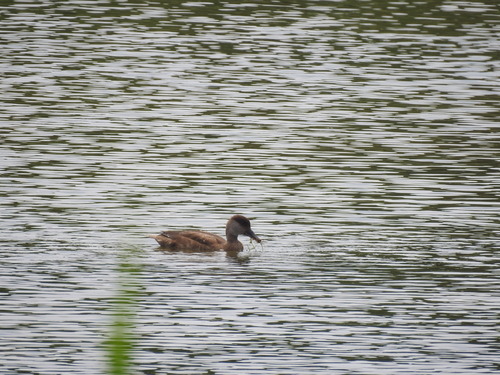 Red-crested Pochard