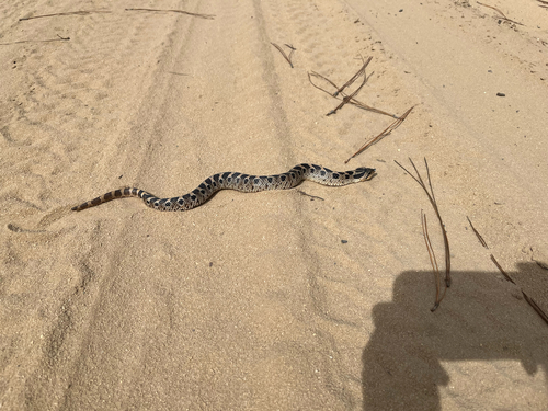 Southern Hognose Snake
