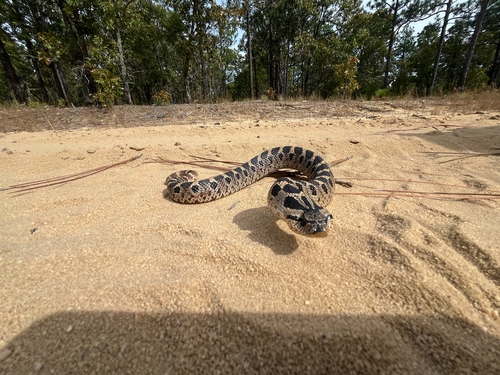 Southern Hognose Snake