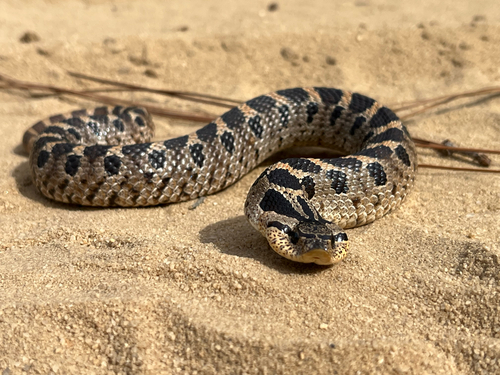 Southern Hognose Snake