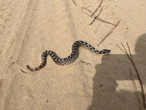 Southern Hognose Snake