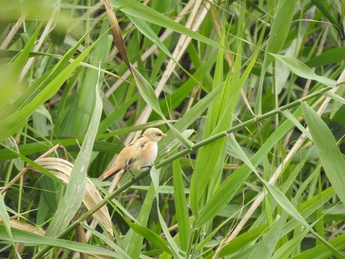 Bearded Reedling
