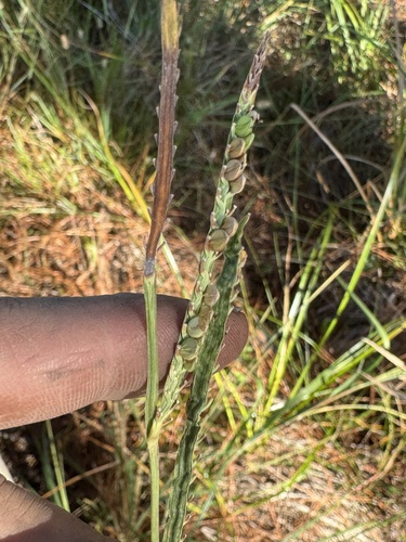 Paspalum praecox, 2025-10-19