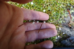 Epilobium nerteroides