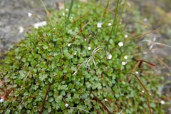 Epilobium nerteroides