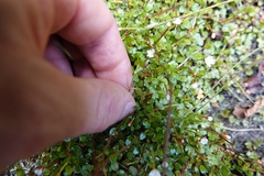 Epilobium nerteroides