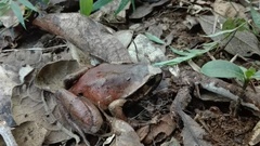 Plethodontohyla inguinalis