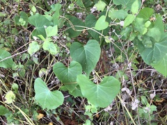 Ipomoea alba