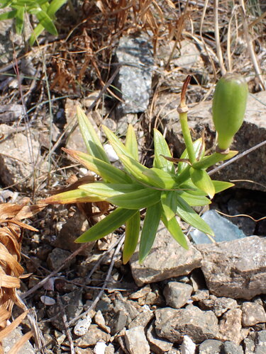 Thunberg's Lily (Lilium maculatum)