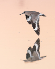Willet photo 6