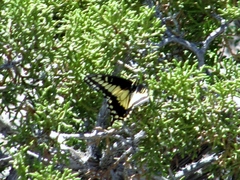 Papilio