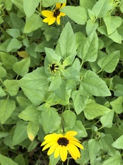 Helianthus debilis image