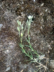 Spergularia pazensis