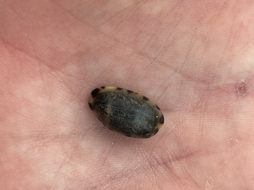 Cypraea felina observed 2025-10-19