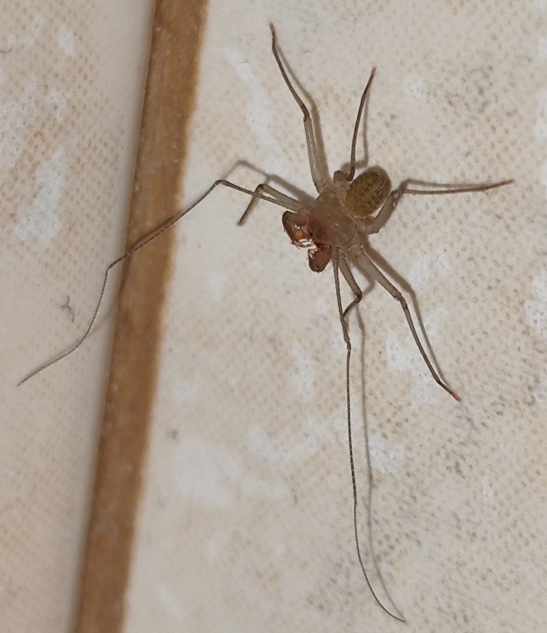 Sarax ioanniticus (Kritscher, 1959)