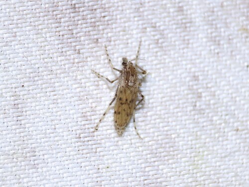 Unknown species found near Monmouth County, US-NJ, US
