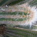 Pilosocereus chrysacanthus - Photo (c) Amante Darmanin,  זכויות יוצרים חלקיות (CC BY)