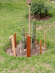 Trichocereus bridgesii
