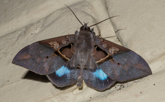 Ischyja