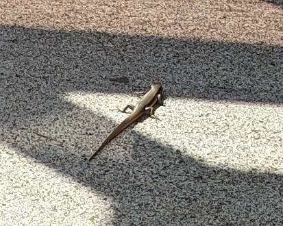 Far Eastern Skink, Plestiodon latiscutatus