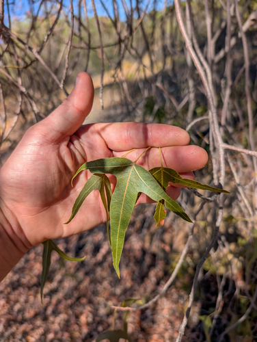 Desert Kurrajong (Brachychiton gregorii)