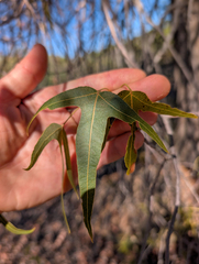 Brachychiton gregorii, photograph (c) Cal Wood, some rights reserved (CC BY)