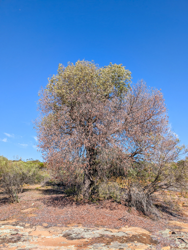 Brachychiton gregorii, photograph 5