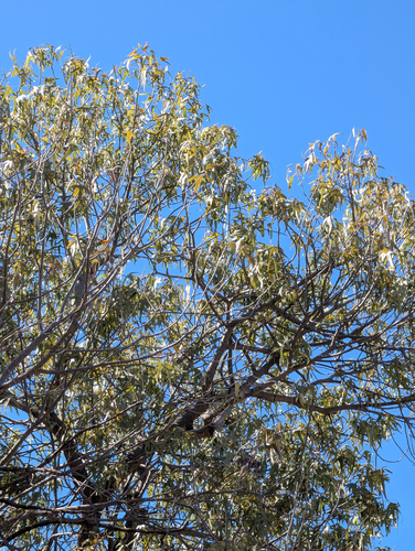 Brachychiton gregorii, photograph 3