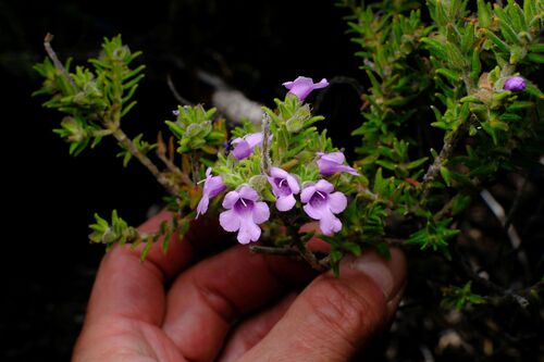 Granite Mint-bush (Prostanthera granitica)