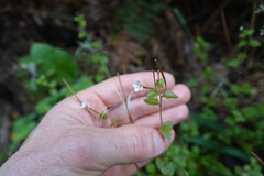 Epilobium rotundifolium