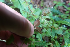 Epilobium rotundifolium