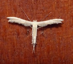 Pterophorus lacteipennis