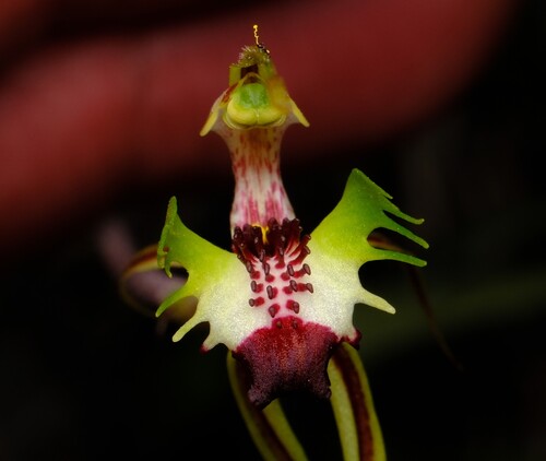 Thin-clubbed mantis orchid (Caladenia atrovespa)